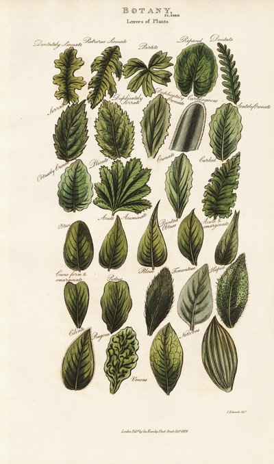 Bladkanter og strukturer i botanisk morfologi af Sydenham Teast Edwards