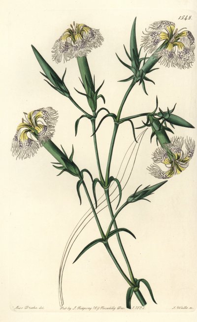 Libanonnellike (art i fare) - Pink af Libanon, Dianthus libanotis. Truede arter. Håndfarvet kobberstik af S. Watts efter en illustration af Miss Sarah Drake fra Sydenham Edwards