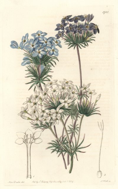 Leptosiphon androsace, hjemmehørende i Californien - Water af S. Watts fra en illustration af Sarah Anne Drake (1803-1857), fra det botaniske register af Sydenham Teast Edwards