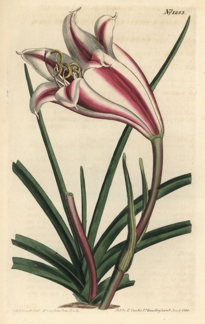 Lily Variete - Cape coast lilje, Crinum ornatum (Amaryllis ornata). Håndfarvet kobberstik af F. Sansom Jr. efter en illustration af Sydenham Edwards fra William Curtis