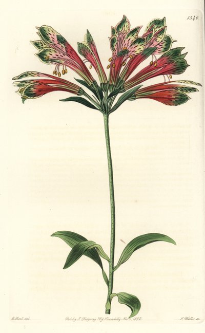 Inkalilje eller Peru (alstroemere eller alstroemerie) - Peruviansk lilje, Alstroemeria pulchella (papegøje alstroemeria, Alstroemeria psittacina). Håndfarvet kobberstik af S. Watts efter en illustration af M. Hart fra Sydenham Edwards