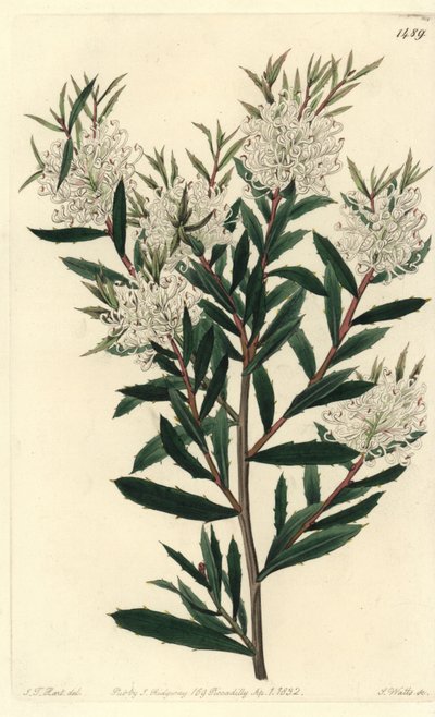 Linærbladet kulmule, Hakea linearis. Håndkoloreret kobberstik af S. Watts efter illustration af J.T. Hart fra Sydenham Edwards