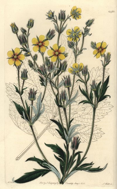 Langbladet cinquefolia variete - Potentilla longifolia (Viscid cinquefoil, Potentilla viscosa). Håndfarvet kobberstik af S. Watts efter en illustration af M. Hart fra Sydenham Edwards