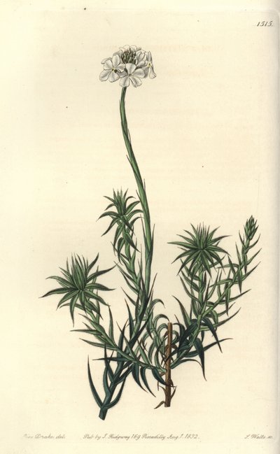 Langbladet sphenotoma, Sphenotoma capitatum. Håndfarvet kobberstik af S. Watts efter en illustration af Miss Sarah Drake fra Sydenham Edwards
