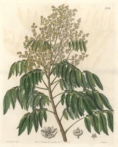 Longanier, oprindeligt fra Kina - S. Watts stærkt vand fra en illustration af Sarah Anne Drake (1803-1857), fra det botaniske register af Sydenham Teast Edwards