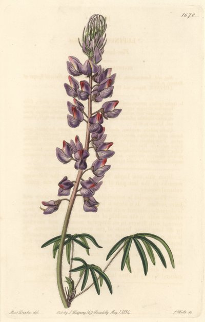 Lupin med smalle blade - Stærkt vand af S. Watts fra en illustration af Sarah Anne Drake (1803-1857), fra det botaniske register af Sydenham Teast Edwards