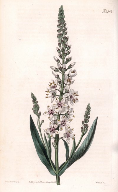 Lysimaque ephemere - Sølv- eller pilbladede løsstriber, Lysimachia ephemerum. Håndfarvet kobberstik af Weddell efter en illustration af Sydenham Edwards fra Samuel Curtis