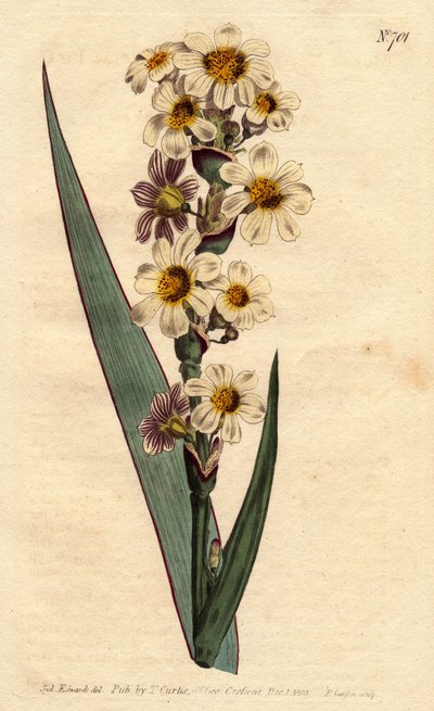 Marica har hvide, gule stribede blomster og lilla linjer. Stribet blomstret marica med hvide, gule og renstribede blomster. Marica striata. Håndfarvet kobberstik fra en botanisk illustration af Sydenham Edwards fra William Curtis