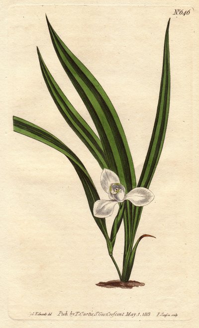 Marica marica med små hvide blomster og smalle og stribede blade. Marsh marica med små hvide blomster og smalle stribede blade. Marica paludosa. Håndkoloreret kobberstik fra en botanisk illustration af Sydenham Edwards fra William Curtis