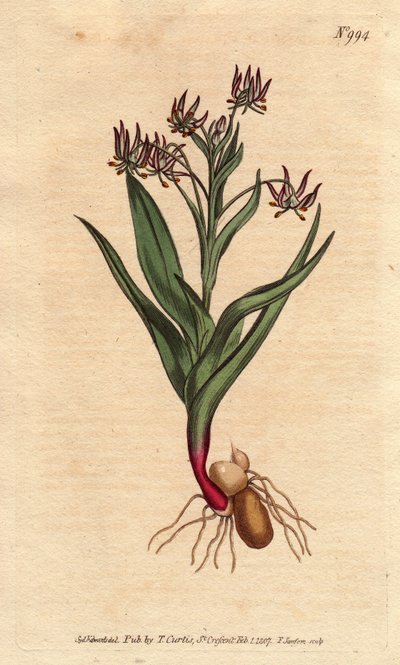 Melanthium forgrenet, med mange små blomster lilla, løg og rødder. Forgrenet melanthium, med mange små lilla blomster og løg og rodstruktur. Ornithoglossum viride (Melanthium viride) Håndfarvet kobberstik fra en botanisk illustration af Sydenham Teast Edwards