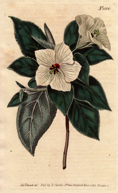 Melhania Saint Helena med hvide blomster.St. Helena Rødt træ med hvide blomster. Melhania erythroxylon. Håndfarvet kobberstik fra en botanisk illustration af Sydenham Edwards fra William Curtis