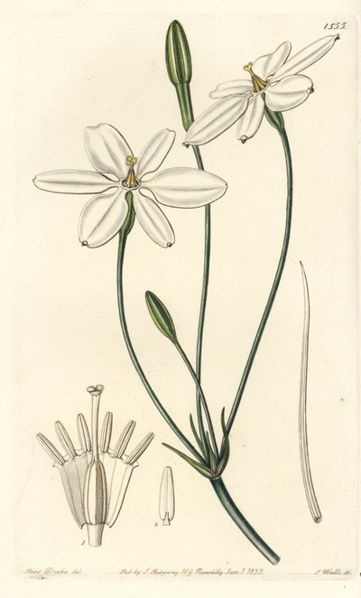 Mexican Star - Mexicansk stjerne eller snehvid milla, Milla biflora. Håndfarvet kobberstik af S. Watts efter en illustration af Miss Sarah Drake fra Sydenham Edwards