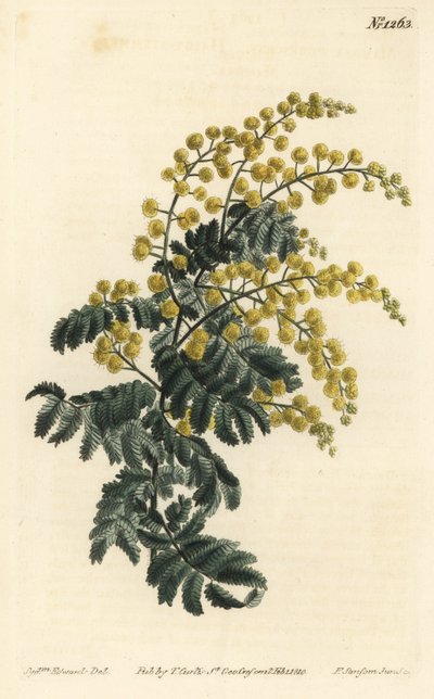 Mimosa - Dunet, Acacia pubescens, sårbar (Hårstammet mimosa, Mimosa pubescens). Håndfarvet kobberstik af F. Sansom Jr. efter en illustration af Sydenham Edwards fra William Curtis
