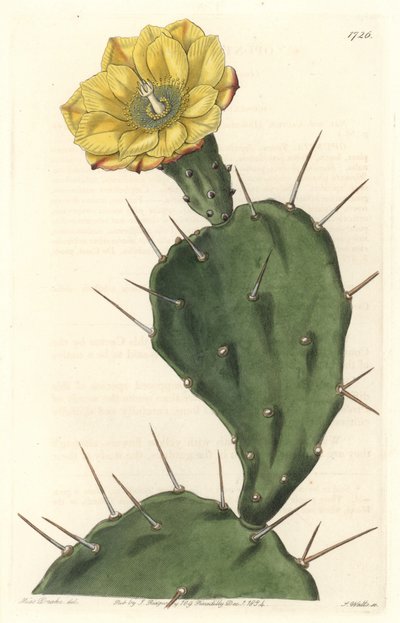 Monacanth Pactus, blomstrende kaktus, hjemmehørende i Sydamerika - Strong water af S. Watts fra en illustration af Sarah Anne Drake (1803-1857), fra det botaniske register af Sydenham Teast Edwards