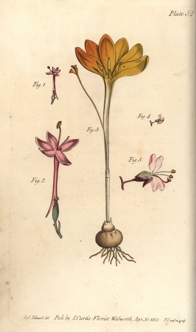 Monandria 1,2, klæde af guld, Crocus angustifolius (Triandria) 3, og enchanter