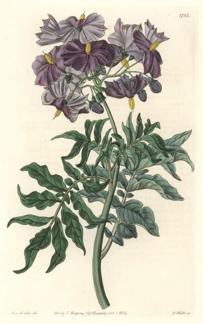 Morelle (Solanum), indfødt i Chile - Stærkt vand af S. Watts fra en illustration af Sarah Anne Drake (1803-1857), fra det botaniske register af Sydenham Teast Edwards