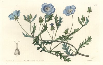 Namophile maculee, oprindeligt fra Californien - Water forte af S. Watts fra en illustration af Sarah Anne Drake (1803-1857), fra det botaniske register af Sydenham Teast Edwards