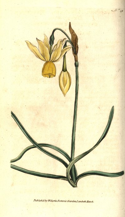 Narcissus - Reflekseret påskelilje, Narcissus triandrus. Håndfarvet kobberstik efter en botanisk illustration af James Sowerby fra William Curtis