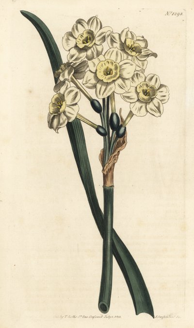Narcissus en buket - bundtblomstret påskelilje, Narcissus tazetta (Bleg-cupped white garden narcissus; Narcissus orientalis) - Håndfarvet kobberstik af F. Sansom Jr. efter en illustration af Sydenham Edwards fra William Curtis