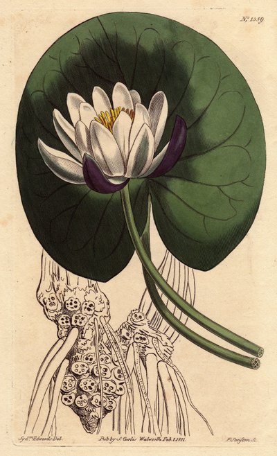Nenuphar har en stor hvid blomst foran hele sit runde blad. Kopblomstret åkande med stor hvid blomst foran rund liljepude. Nymphaea nitida. Håndfarvet kobberstik fra en botanisk illustration af Sydenham Edwards fra William af Sydenham Teast Edwards