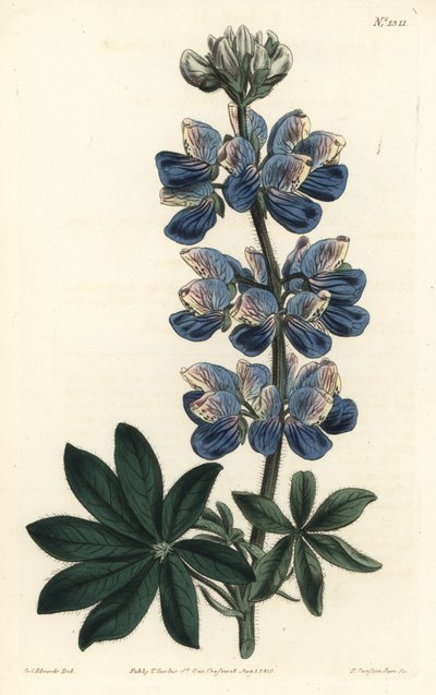Nootka Lupin - Nootka-Lyd lupin, Lupinus nootkatensis. Håndfarvet kobberstik af F. Sansom Jr. efter en illustration af Sydenham Edwards fra William Curtis