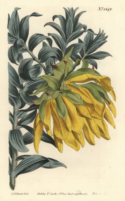 Orange nikkende hoved eller bjerg dahlia, Liparia splendens (Ruscus-leaved liparia, Liparia sphaerica). Håndfarvet kobberstik af F. Sansom Jr. efter en illustration af Sydenham Edwards fra William Curtis