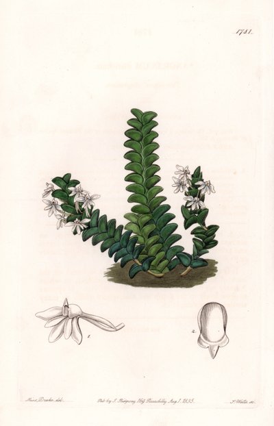 Orkidé: Angraecum sort, hjemmehørende i Ækvatorial Afrika - Plade indgraveret af S.Watts, fra en illustration af Sarah Anne Drake (1803-1857), fra Botanical Register of Sydenham Edwards (1768-1819), England af Sydenham Teast Edwards