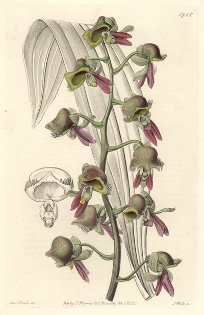 Orchid Catasetum, tofarvede blomster, hjemmehørende i Guyana - Water forte af S. Watts fra en illustration af Sarah Anne Drake (1803-1857), fra det botaniske register af Sydenham Teast Edwards