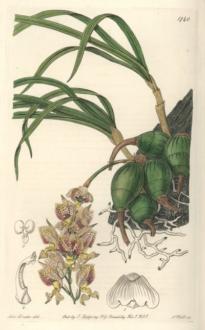 Orchid Grobya, med gule og lilla blomster, hjemmehørende i Brasilien - Water forte af S. Watts fra en illustration af Sarah Anne Drake (1803-1857), fra det botaniske register af Sydenham Teast Edwards