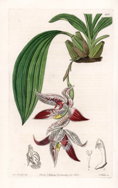 Orkidé: Paphinia cristata, hjemmehørende i Amazonia - Plade indgraveret af S.Watts, fra en illustration af Sarah Anne Drake (1803-1857), fra Botanical Register of Sydenham Edwards (1768-1819), England af Sydenham Teast Edwards