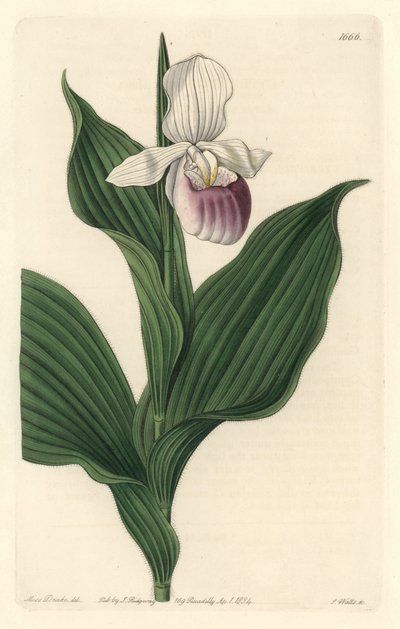 Orchid, Royal Cypripede - Water forte af S. Watts fra en illustration af Sarah Anne Drake (1803-1857), fra det botaniske register af Sydenham Teast Edwards