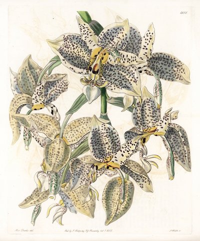 Orchid: Stanhopea sort, neotropical - Plade graveret af S.Watts, fra en illustration af Sarah Anne Drake (1803-1857), fra Botanical Register of Sydenham Edwards (1768-1819), England af Sydenham Teast Edwards