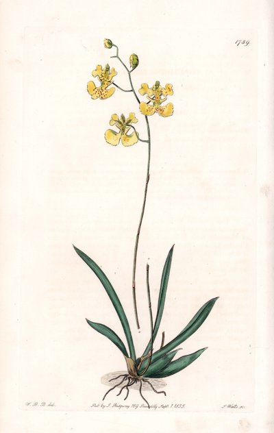 Orchid: Variete Tolumnia guianensis, endemisk til Haiti og Santo Domingo - Plade indgraveret af S.Watts, fra en illustration af Sarah Anne Drake (1803-1857), fra Botanical Register of Sydenham Edwards (1768-1819), England af Sydenham Teast Edwards