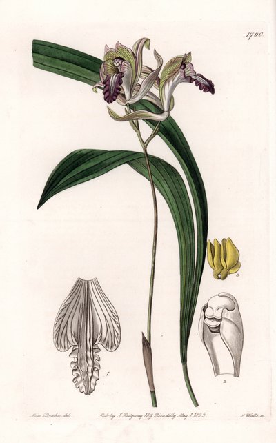 Orchid: Variety of Bletia of America - Plade indgraveret af S.Watts, fra en illustration af Sarah Anne Drake (1803-1857), fra Botanical Register of Sydenham Edwards (1768-1819), England af Sydenham Teast Edwards