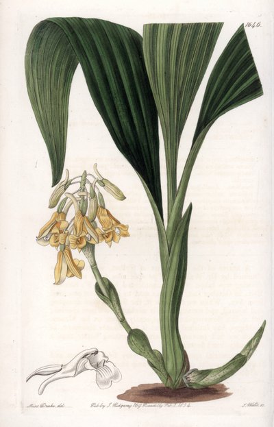 Orkidé: kalant-sort, med gule blomster - Plade indgraveret af S.Watts, fra en illustration af Sarah Anne Drake (1803-1857), fra Botanical Register of Sydenham Edwards (1768-1819), England af Sydenham Teast Edwards
