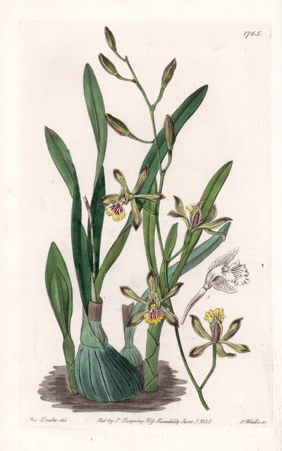 Orchid: epidendre grele - Indgraveret tavle af S.Watts, fra en illustration af Sarah Anne Drake (1803-1857), fra Botanical Register of Sydenham Edwards (1768-1819), England af Sydenham Teast Edwards