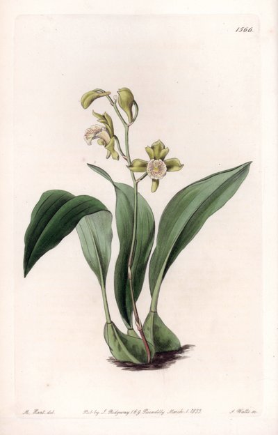Orchid: maxillary a bunches - Graveret tavle af S.Watts, fra en illustration af Sarah Anne Drake (1803-1857), fra Botanical Register of Sydenham Edwards (1768-1819), England af Sydenham Teast Edwards