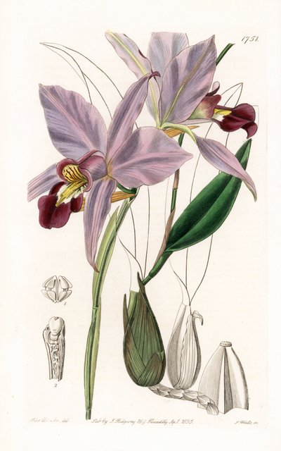 Orchid: variete de laelia - Plade indgraveret af S.Watts, fra en illustration af Sarah Anne Drake (1803-1857), fra Botanical Register of Sydenham Edwards (1768-1819), England af Sydenham Teast Edwards