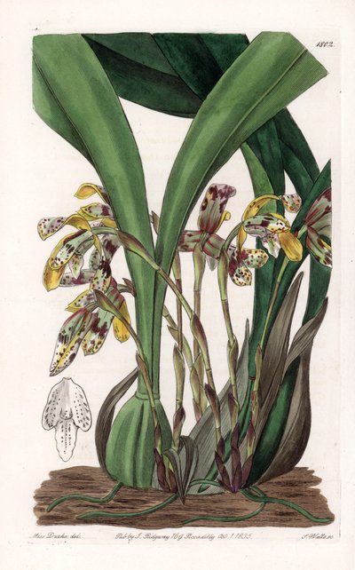 Orkidé: sort af maxillaria, hjemmehørende i Sydamerika - Plade indgraveret af S.Watts, baseret på en illustration af Sarah Anne Drake (1803-1857), fra Botanical Register of Sydenham Edwards (1768-1819), England af Sydenham Teast Edwards
