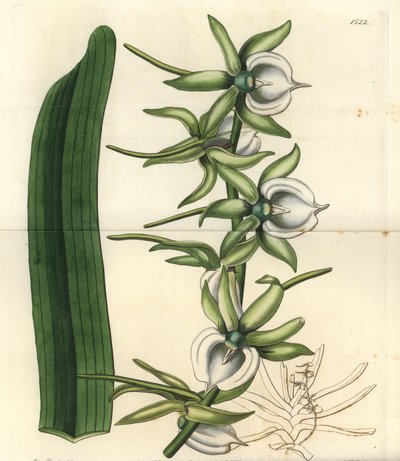 Orkidésort af øerne i Det Indiske Ocean - Elfenben angraecum orkidé, Angraecum eburneum. Håndfarvet kobberstik af S. Watts efter en illustration af Miss Sarah Drake fra Sydenham Edwards
