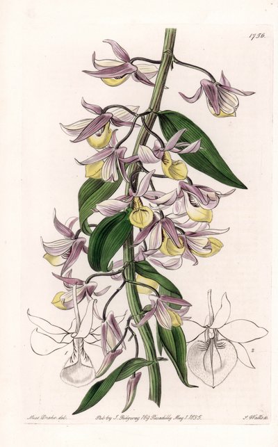 Orkidé: sort af Dendrobium, hjemmehørende i Asien - Plade indgraveret af S. Watts, fra en illustration af Sarah Anne Drake (1803-1857), fra Botanical Register of Sydenham Edwards (1768-1819), England af Sydenham Teast Edwards