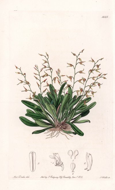 Orchid: variation of epidendre - Plade indgraveret af S.Watts, fra en illustration af Sarah Anne Drake (1803-1857), fra Botanical Register of Sydenham Edwards (1768-1819), England af Sydenham Teast Edwards