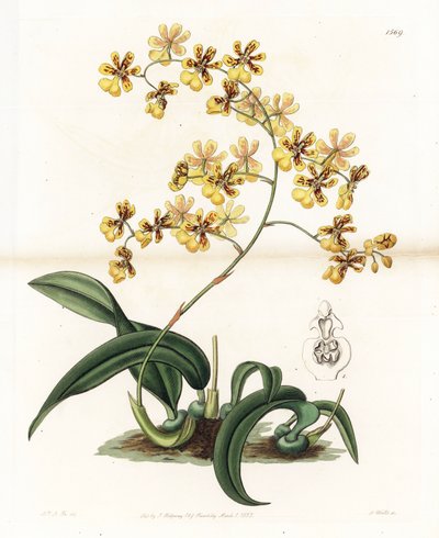 Orchid: sort af epifytisk oncidium fra Brasilien - Plade indgraveret af S. Watts, fra en illustration af Sarah Anne Drake (1803-1857), fra Botanical Register of Sydenham Edwards (1768-1819), England af Sydenham Teast Edwards
