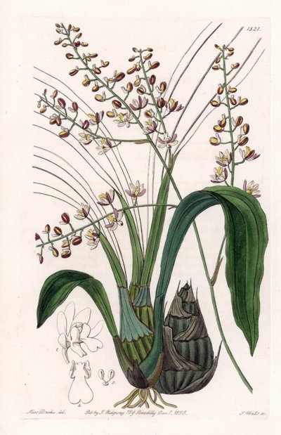 Orkidé: sort af eulophia - Plade indgraveret af S.Watts, fra en illustration af Sarah Anne Drake (1803-1857), fra Botanical Register of Sydenham Edwards (1768-1819), England af Sydenham Teast Edwards