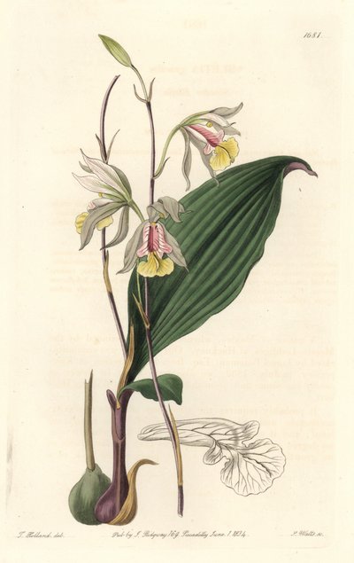 Orchidee, American Bletia - Water Forte af S. Watts fra en illustration af T. Holland, fra det botaniske register af Sydenham Teast Edwards