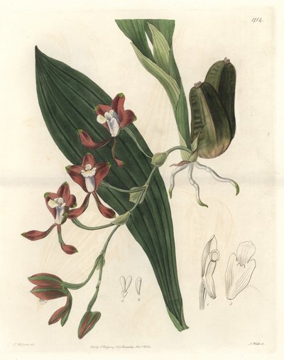 Orchidee Batemannia, indfødt i Guyana - Water forte af S. Watts fra en illustration af T. Holland, fra det botaniske register af Sydenham Teast Edwards