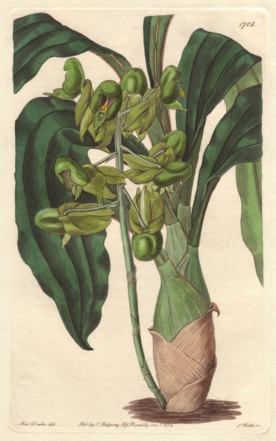 Orchidee Catasetum, hjemmehørende i Brasilien - Water forte af S. Watts fra en illustration af Sarah Anne Drake (1803-1857), fra det botaniske register af Sydenham Teast Edwards