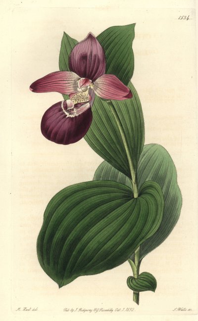 Orchidee clog of Venus har store blomster - storblomstret cypripedium eller storblomstret dametøffelorkidé, Cypripedium macranthos. Håndkoloreret kobberstik af S. Watts efter en illustration af M. Hart fra Sydenham Edwards