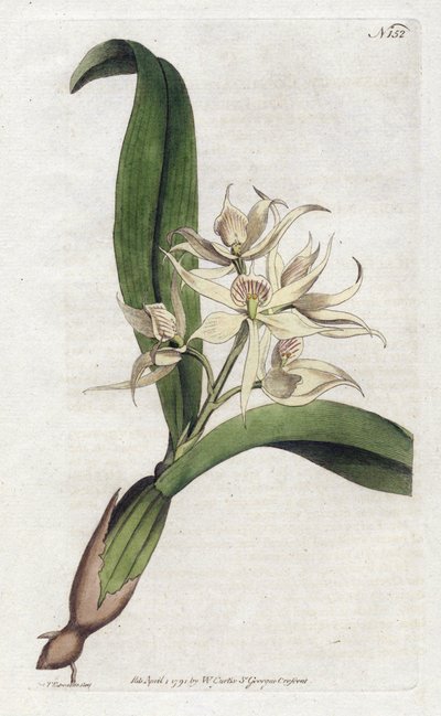 Orchidee epidendrum fragfumee - Litografi af YDENHAM Edwards (1768-1819), tallerken fra Botanical Magazine af William Curtis (1746-1799) af Sydenham Teast Edwards
