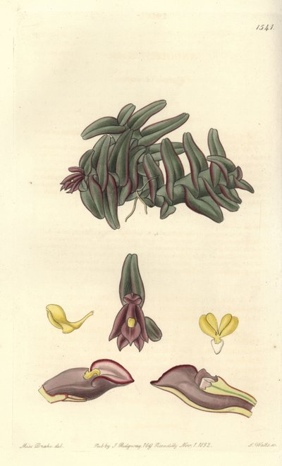 Orchidee epidendrum i Mellemamerika - Epidendrum schlechterianum orchid (lilla nanoder, Nanodes misfarve). Håndfarvet kobberstik af S. Watts efter en illustration af Miss Sarah Drake fra Sydenham Edwards